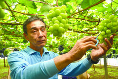 ＜168＞ 種類が豊富、安全安心な岩舟ブドウ　　　　JAしもつけのブドウ