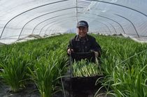 ＜115＞甘さ格別　冬のスタミナ源　生産量全国２位の本県ニラ　「日本一奪回運動」を展開