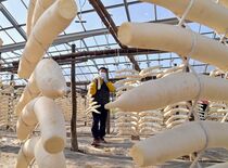 干し大根作り最盛期　鹿沼