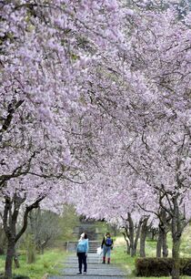 仏生寺のシダレザクラ 参道彩る　真岡