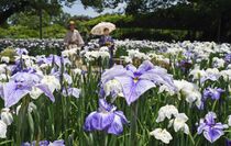 ハナショウブが見頃　あしかがフラワーパーク