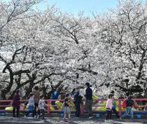 袋川の桜が見頃　足利