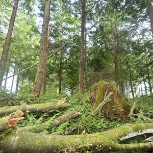 【とちぎ戦後80年　遺構は語る】船生小近くのスギ林（塩谷）