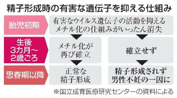 　精子形成時の有害な遺伝子を抑える仕組み