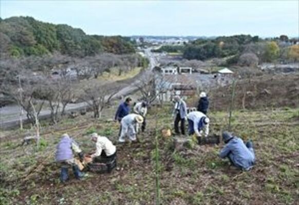 ボランティアによる整備が進む市花木センター西側の斜面。東方には宇都宮市街地が望める