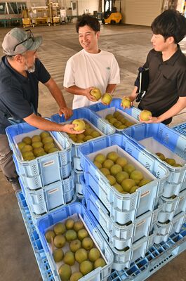 ハウス梨の品質などを確認する生産者