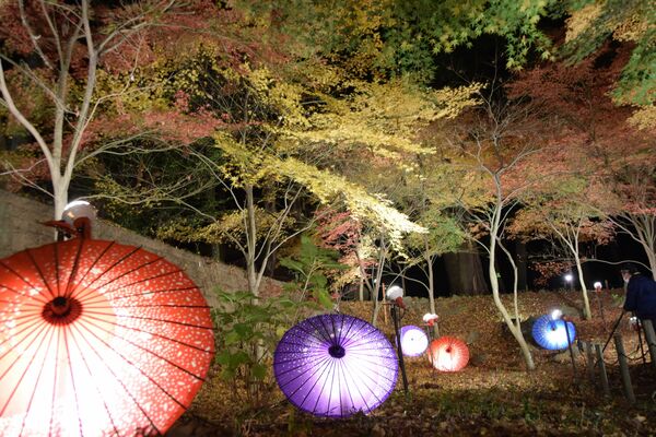 ライトアップした和傘と紅葉