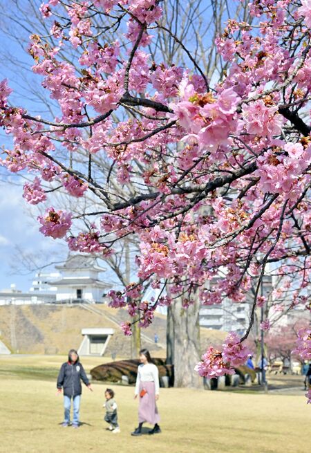 園内をピンクに彩るカワヅザクラ=17日午前10時55分、宇都宮市本丸町