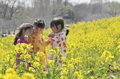 渡良瀬遊水地で菜の花見頃