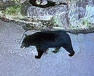防犯カメラが体長1.5mのクマ捉える　矢板市の民家庭先《動画あり》