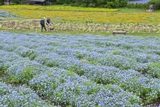園内を彩る青いじゅうたん　那須フラワーワールドでネモフィラ見頃
