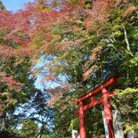 樹齢200年「朝焼け紅葉」見頃ピーク　那珂川「フクロウ神社」でヤマモミ…