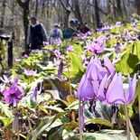 木漏れ日に輝く薄紫　佐野の公園で150万株群生、カタクリが見頃