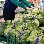 天候不順でレタスやキャベツなど野菜高騰　小売店、少量売りなど売り方工夫…