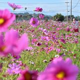 秋風に揺れて　鹿沼でコスモス見頃　有志が休耕田に種まく