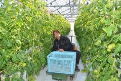 ＜127＞収穫量全国６位の本県トマト　栄養豊か真っ赤な恵み　年々進化する栽培技術 