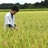 コメ農家「うれしい」　栃木県産コシヒカリ概算金が大幅増　品薄状態で「もう少し」期待も