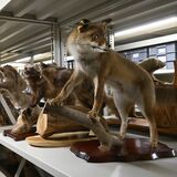 動物収蔵庫の剥製　栃木県立博物館・小笠原佑さん　動き出しそうな姿再現　失われた命研究に生かす