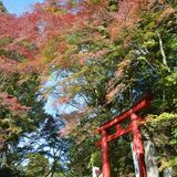 樹齢200年「朝焼け紅葉」見頃ピーク　那珂川「フクロウ神社」でヤマモミジ照る