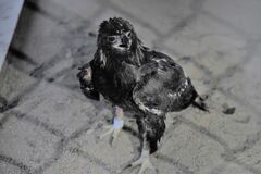 絶滅危惧種のニホンイヌワシ　那須どうぶつ王国で受け入れ