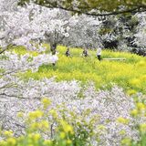 桜と菜の花が見頃　益子の小宅古墳群　今週末が「最も良い咲き具合」の予想