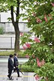 宇都宮でトチノキ見頃
