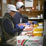 「本当においしいものを」一心で　イチゴに人生捧げる鹿沼の生産者　経営者として、父として