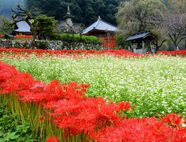 境内彩る 赤と白 鹿沼 常楽寺 地域の話題 県内主要 下野新聞 Soon ニュース 下野新聞 Soon スーン