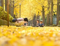 駅東公園のイチョウ並木　宇都宮