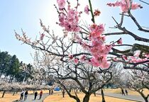 井頭公園の梅見頃　真岡