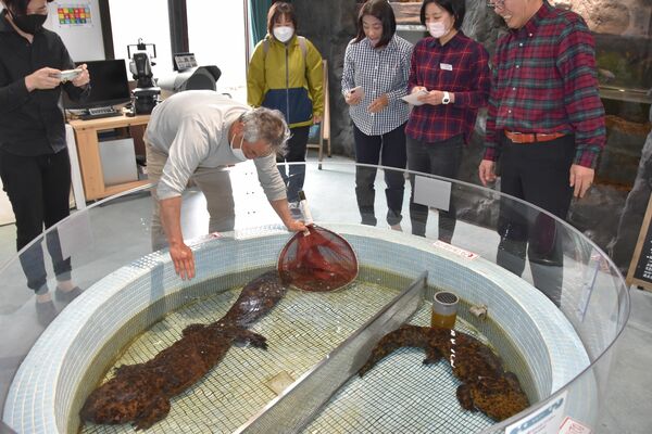 日本両棲類研究所に到着した２匹のオオサンショウウオ