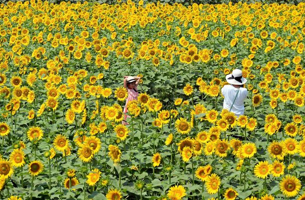 畑一面に咲き誇るヒマワリ＝27日午前10時25分、野木町野木