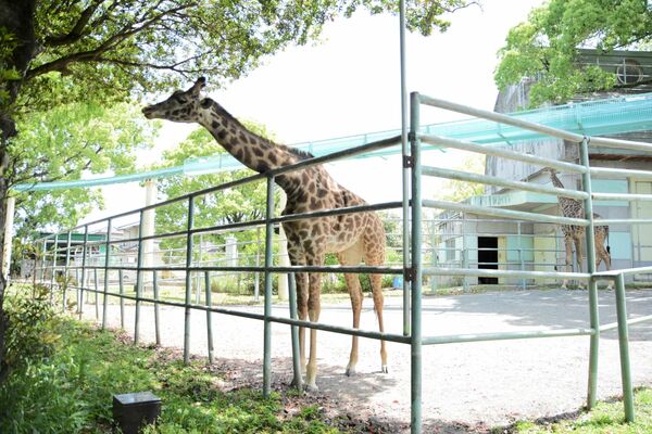 熊本市動植物園のマサイキリン。花火大会では、飼育員が寄り添うなどして大きな音から守る