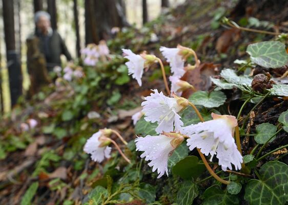 雨にぬれ、かれんに咲くイワウチワ＝29日午後２時15分、那珂川町富山