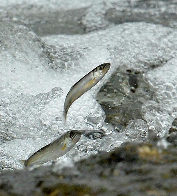 那珂川を遡上する稚アユ。気温の上昇に伴って水温が上がり、遡上時期に遅れが出ていると指摘されている=2017年5月
