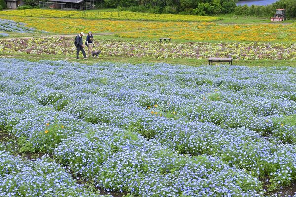 庭園を鮮やかに彩るネモフィラ（手前）などの花々＝９日午後１時35分、那須町豊原丙