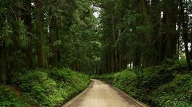 日光杉並木街道の景観継承へ、栃木県がクラウドファンディング型ふるさと納…