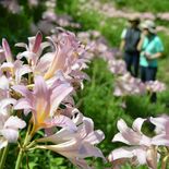 風にゆれる淡いピンク　茂木の「花の山」でリコリス見頃　今週末まで