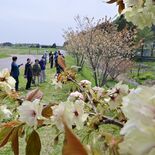 宇都宮・西鬼怒川沿いで黄桜が見頃　河川敷500メートル薄黄緑色に彩る
