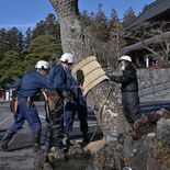 日光山輪王寺で早春の風物詩「こも外し」　１週間ほど遅れて“冬の装い”解く