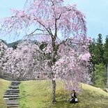 古峯神社でシダレザクラ見頃　鹿沼