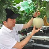 「閑馬の高級メロン」ブランド確立へ　佐野の小学校跡地で初の水耕栽培　最先端技術で収穫量10倍