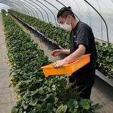 離農防止へ「事前の研修制度が必要」　杏林大・畔本さんがリポート提出　日光でイチゴの販売や収穫を体験