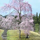 古峯神社でシダレザクラ見頃　鹿沼
