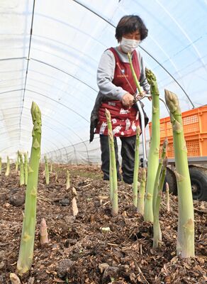 収穫時期を迎え、立派に成長したアスパラガス
