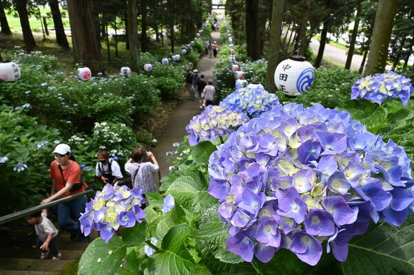 参道沿いに咲き始めたアジサイ