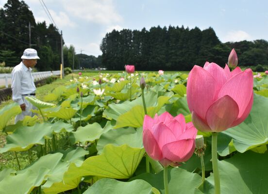見頃を迎えたハスの花