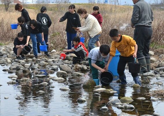 稚魚を放流する参加者