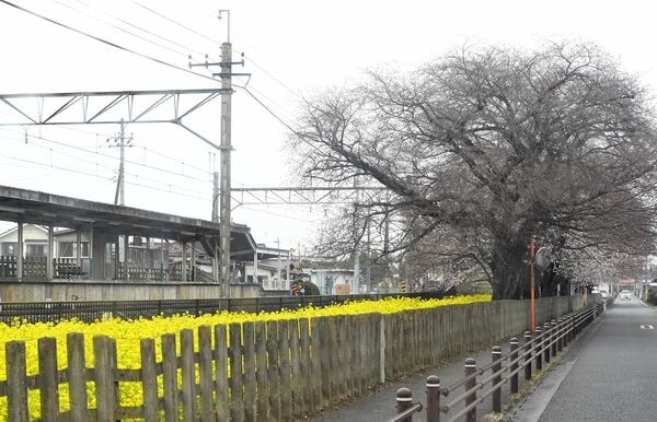 壬生町国谷の東武国谷駅は咲き始め＝４月３日午後