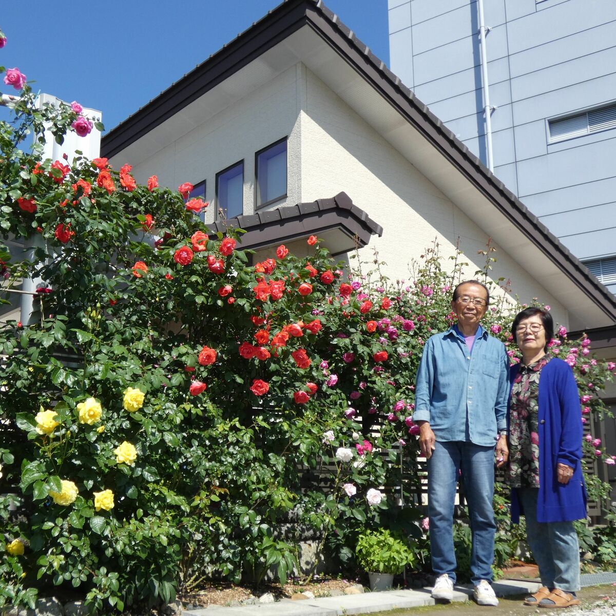 今年も豪華につるバラ開花 宇都宮の根本さん方 芳醇な香り漂う｜県内